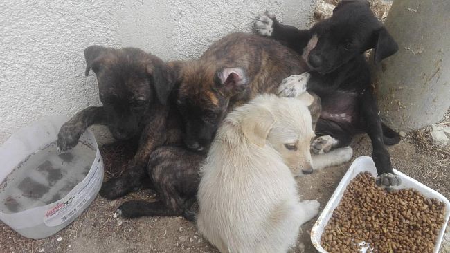 L’Arca di Johnny e Osvaldo salva 4 cuccioli abbandonati in strada