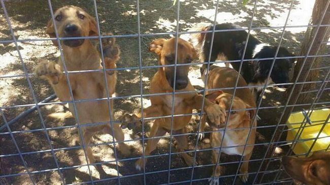 Marsala, Canile: Comune, Asp e Associazioni animaliste assieme per soluzioni concrete a tutela degli animali