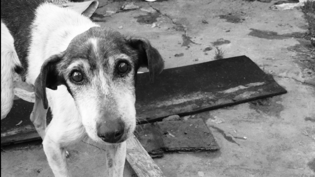 sicilia/randagismo-in-sicilia-migliaia-di-cani-senza-casa