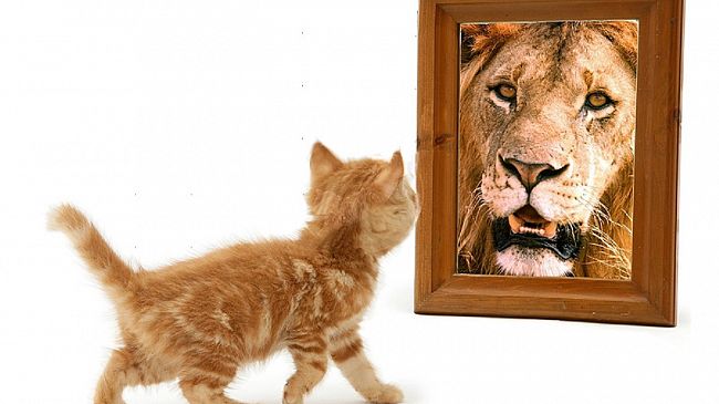 L’ELZEVIRO di Giacomo Bonagiuso: Elogio del gatto