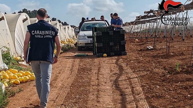 Controlli anti-caporalato nel Trapanese: denunciati e multati titolari di aziende agricole