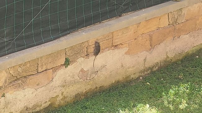 mazara-cittadini-chiedono-urgenza-una-seria-derattizzazione-e-deblattizzazione-del-territorio