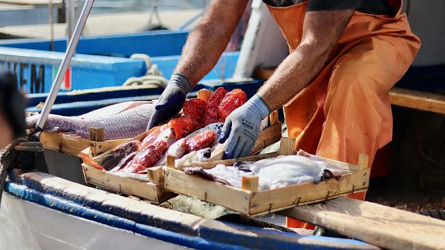 Flag Trapanese: pubblicato avviso per progetto tracciabilità del pescato locale