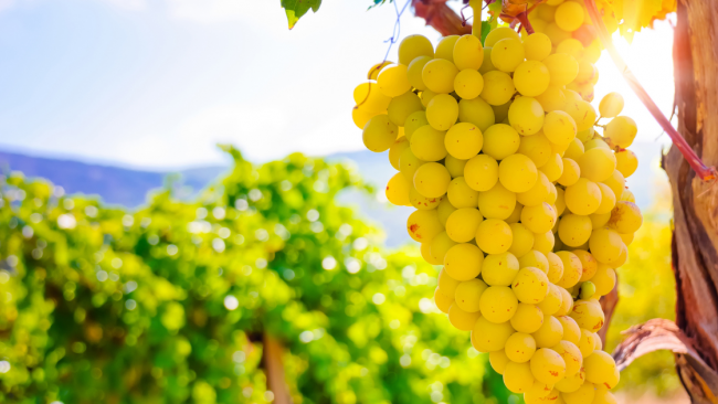 Agricoltura, bando Pnrr per modernizzare i macchinari: 21 milioni per 949 imprese