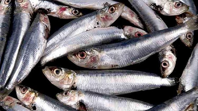 “Quattro chiacchiere con…le Sarde di Selinunte”