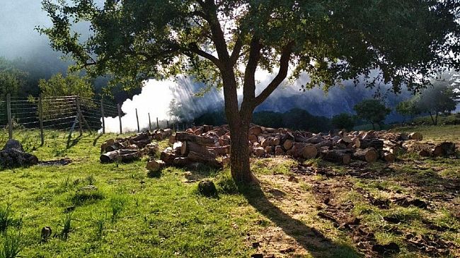 E’ giunta l’ora per gli operai Forestali, riforma o sciopero generale del settore