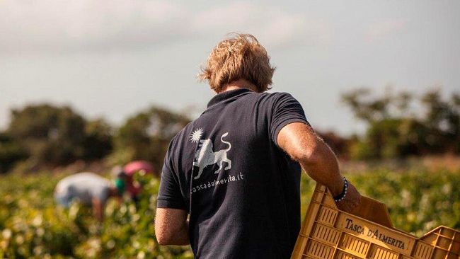 Lettera del responsabile CIA Enzo Maggio sulle condizioni dei viticoltori in provincia di Trapani