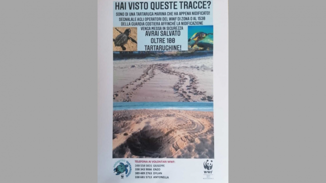 Menfi, nidificazione tartarughe caretta caretta