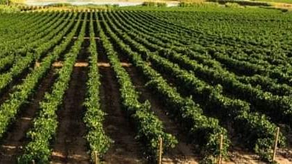 Crisi agricoltura, il Sindaco Quinci insieme ai colleghi di Marsala e Petrosino chiede intervento di Regione e Stato   