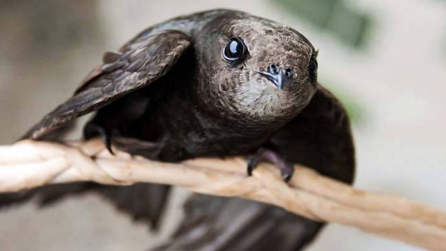 Ultime della sera: “Rondoni...un vita in volo”