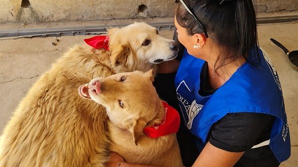 Trapani, volontari Oipa in strada per applicare antiparassitari a cani e gatti