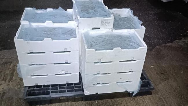 La GdF di Palermo sequestra oltre 1 quintale di novellame 