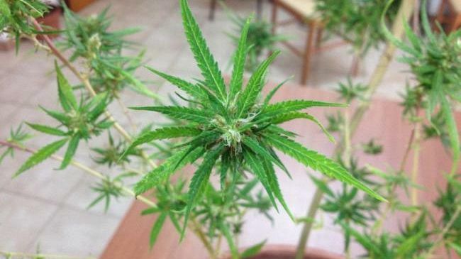 Mazara, Blitz antidroga della Polizia: fermato giovane pregiudicato e sequestro piante di canapa indica