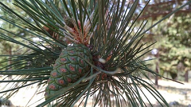 La Regione stanzia 22 mln per la tutela di ambienti e sistemi forestali.