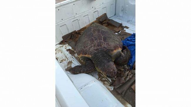 Erice, Lungomare Dante Alighieri, ritrovato grosso esemplare di tartaruga caretta-caretta