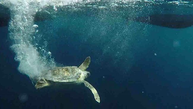 Favignana, oggi il saluto a Penelope, una Caretta caretta in cura presso il Centro di Primo Soccorso per Tartarughe Marine