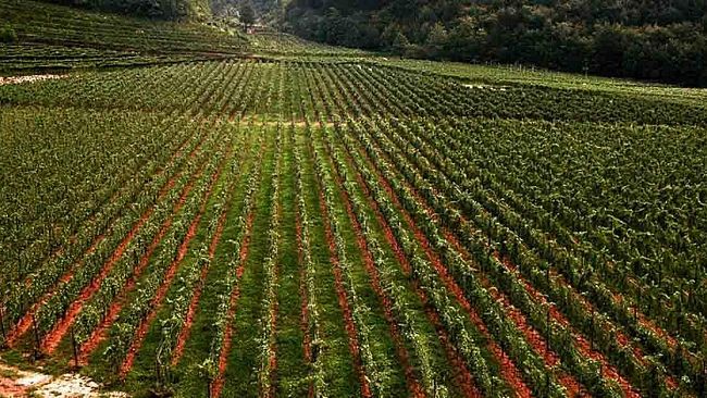Rinnovato il contratto di lavoro degli operai agricoli e dei florovivaisti