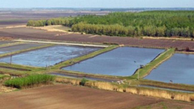 Agricoltura e non solo: Erba medica, ne sono ghiotti anche i pesci