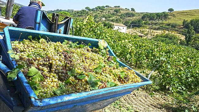 Salemi, vendemmia nel bene confiscato: raccolti 70 quintali di grillo