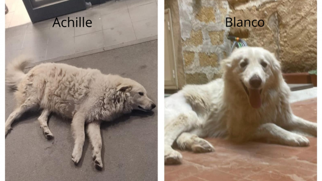 Mazara, mille firme su Change.org per sollecitare le indagini sull'uccisione dei due cani Achille e Blanco