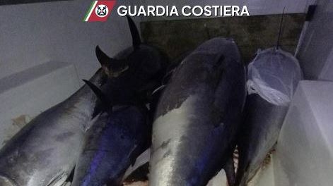 San Vito Lo Capo, sequestrati 8 quintali di tonno rosso senza tracciabilità