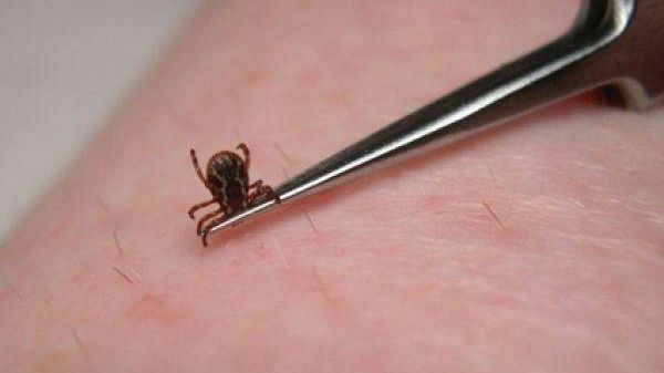 Muore donna mazarese punta da zecche