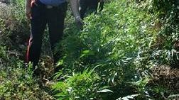 ALCAMO – Scoperta maxi piantagione di 35 mila piante di canapa indiana