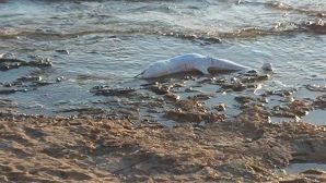 Delfino arenato presso il Lido “La Spiaggetta” di contrada Boccarena