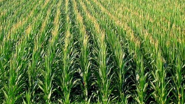 Agricoltura e non solo: Peronospera del mais, un fungo per debellarla