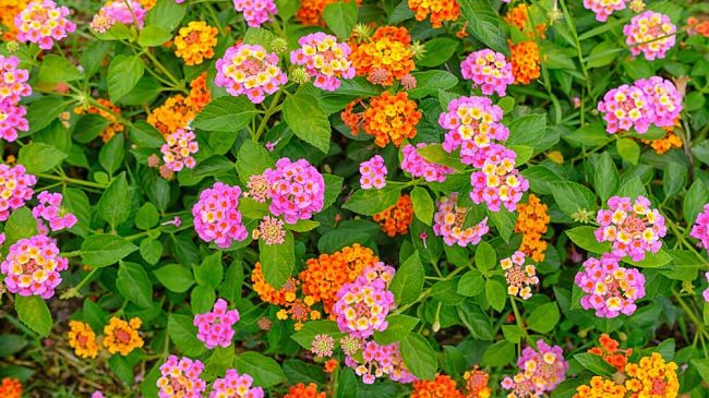 Trapani si rifà il look, acquistate lantane per aiuole e rotatorie