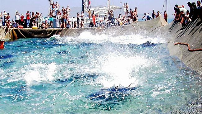 Fai Cisl: “Il taglio delle quote tonno in Sicilia cancella 80 posti di lavoro, brucia 700 mila euro di investimento privato e favorisce le flotte di pescherecci stranieri”