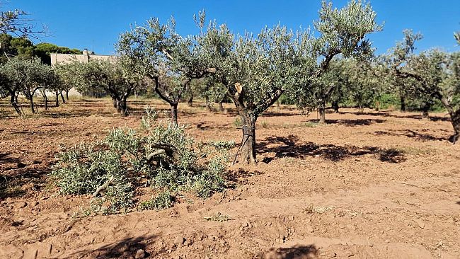 Furto nella notte al consorzio di bonifica Agrigento 3
