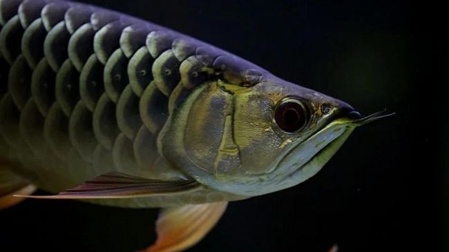 Alcamo, la Finanza scopre un