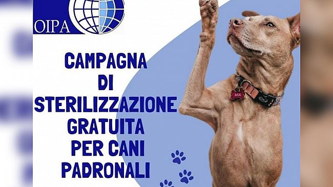 Oipa Trapani lancia una campagna di sterilizzazione gratuita per i cani padronali