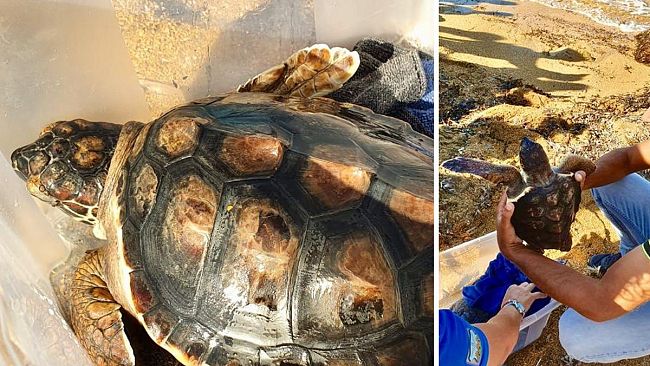 Liberata “ACI” – giovane esemplare di Tartaruga marina della specie Caretta Caretta