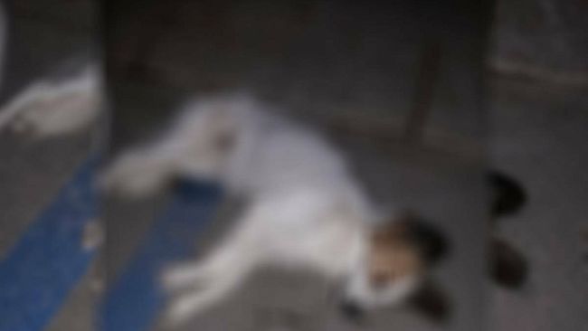 Trapani, un cane precipita dal quarto piano e muore sul colpo