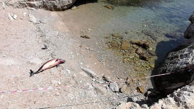 Favignana, rinvenuta carcassa di delfino. Attesa la rimozione