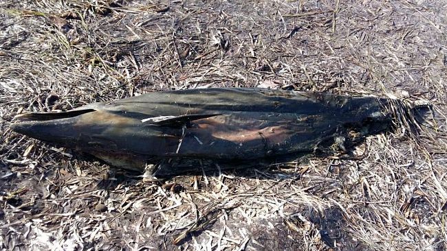 Nubia, il mare restituisce corpo senza vita di un cucciolo di delfino