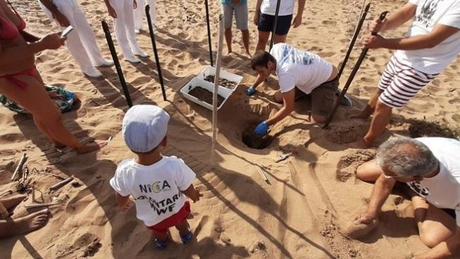 82 tartarughine Caretta caretta nascono a Selinunte Castelvetrano sotto la protezione degli dèi