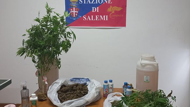 Piante di Marijuana coltivate nel B&B che gestiva, arrestato un 38enne