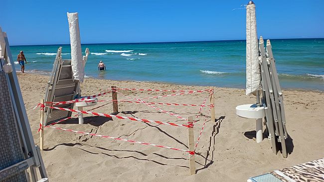 Tartarughe marine: il lido Signorino di Marsala diventa rifugio per la nidificazione della Caretta caretta