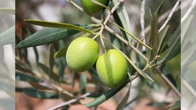 Crisi olivicultura, l'intervento del PD di Partanna