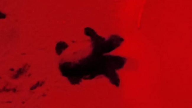 La notte delle tartarughine caretta-caretta: emozionante 