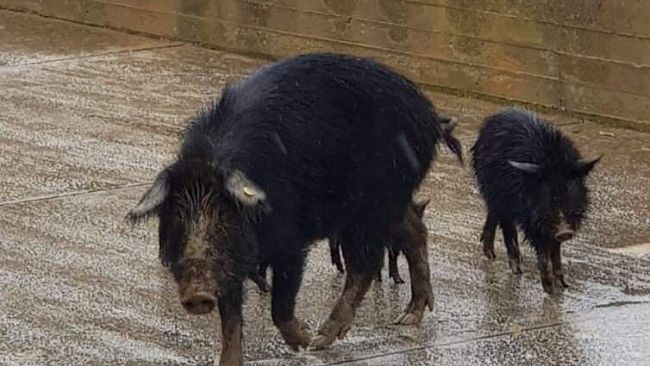 Suini vaganti per Salemi attaccati dai bracconieri, interviene Enrico Rizzi