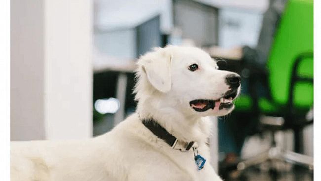 Regione Siciliana : Assessorato Territorio, sì agli animali d'affetto in ufficio