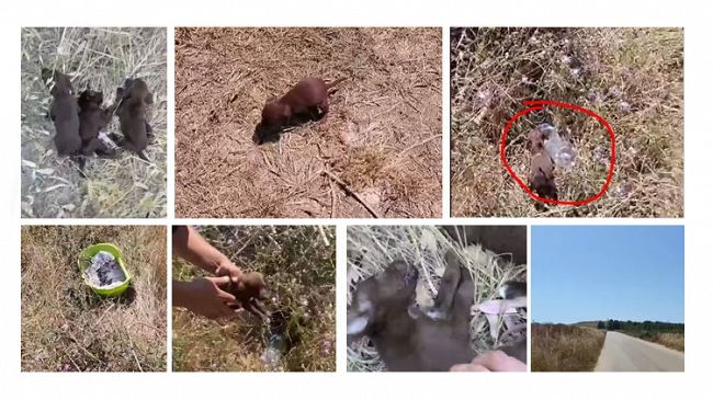marsala-orrore-in-periferia-un-cucciolo-muore-di-calore-la-grande-rabbia-dei-volontari