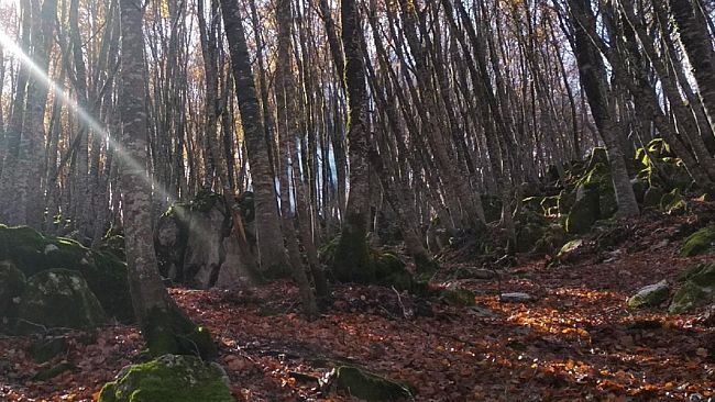 Riforma Forestali. Voci di corridoio con due contingenti 