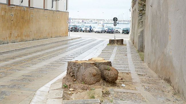 Questione alberi tagliati in via San Giovanni, interviene il dirigente Falzone