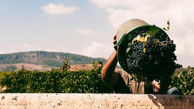 Cantine Aperte in vendemmia presso le Tenute Orestiadi