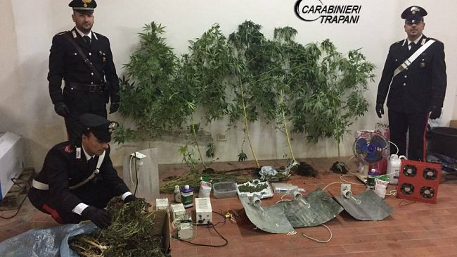 Campobello, sequestrata dai Carabinieri una piantagione di cannabis